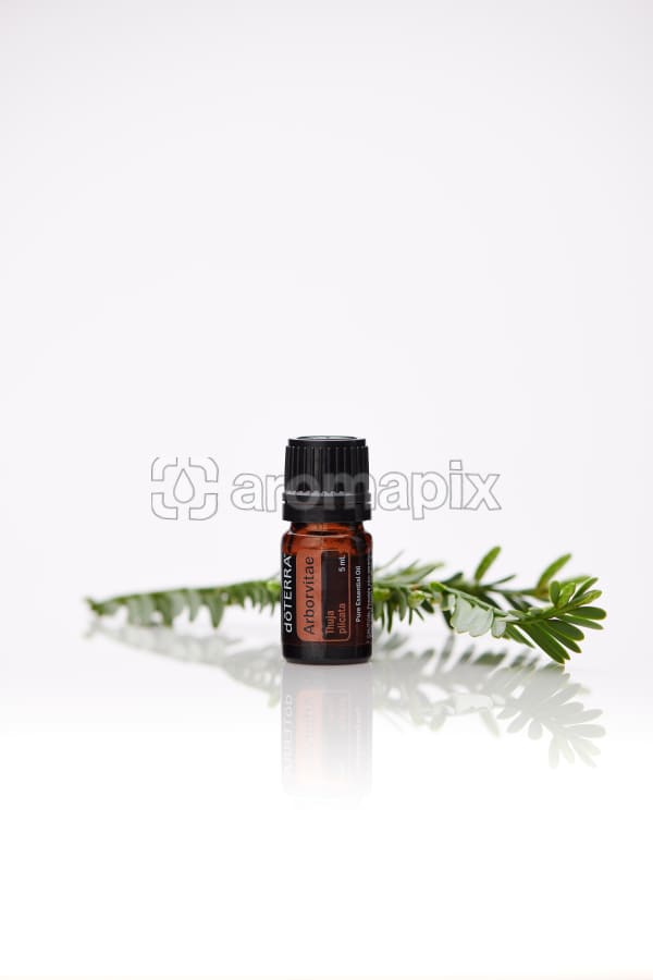 Stock photos of Arborvitae by Aromapix